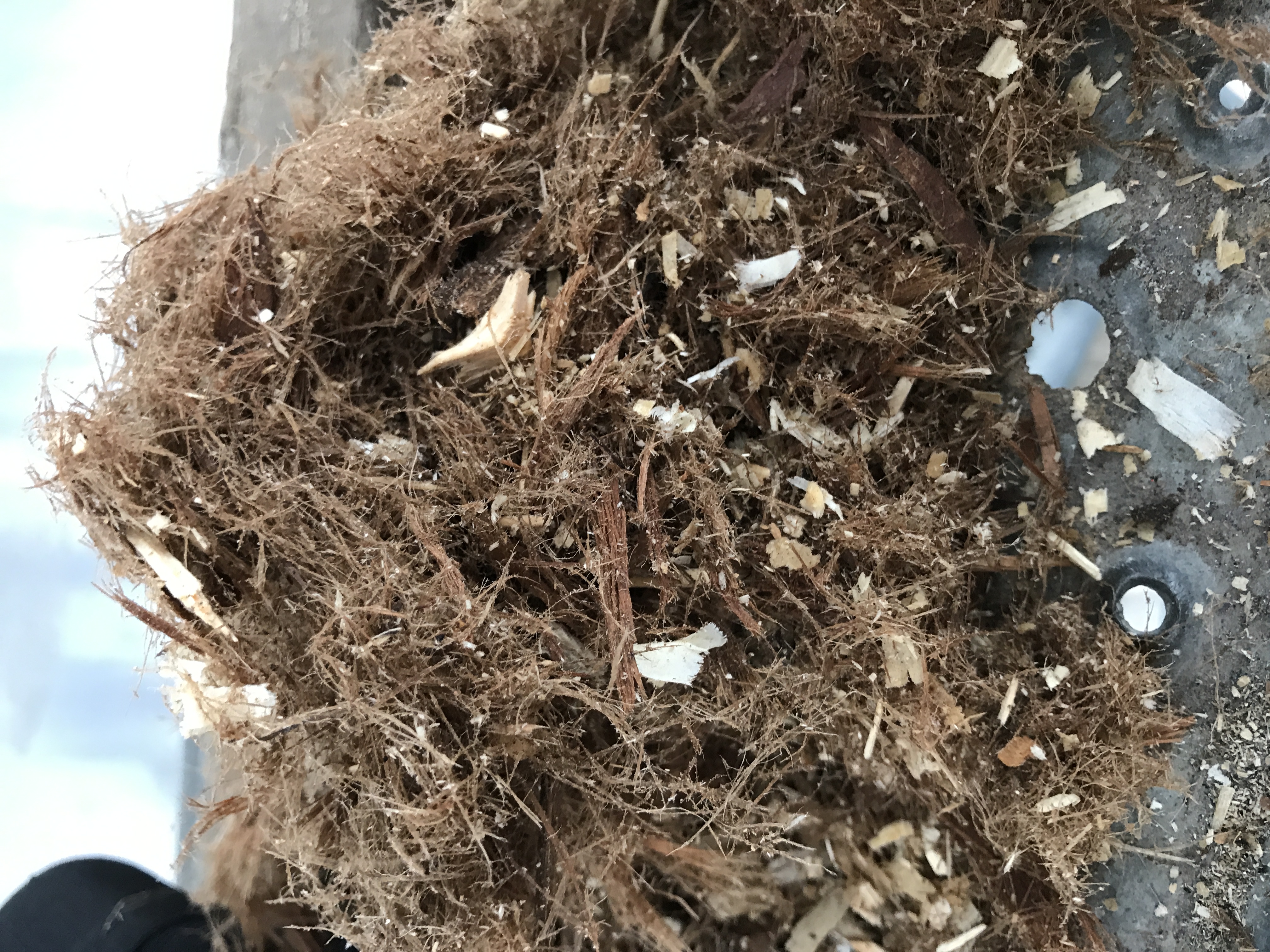 Challenging Biomass Fuel